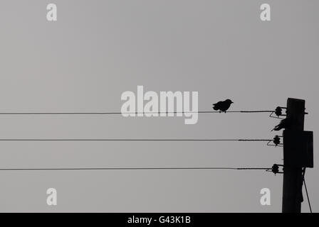 Single bird silhouette sitting on a telephone line Stock Photo