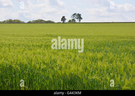View over field of ripening wheat to distant hedge and trees, Dorset, England Stock Photo