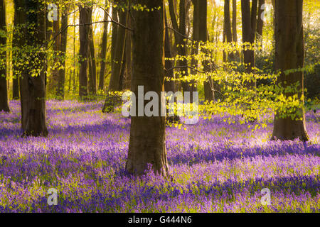 A carpet of bluebells at Micheldever Woods in Hampshire. Stock Photo