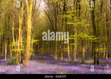 A carpet of bluebells at Micheldever Woods in Hampshire. Stock Photo