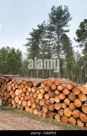 Stack of logs in The New Forest National Park Stock Photo