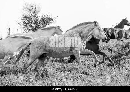 Herd of PRE mares and foals in a field Stock Photo