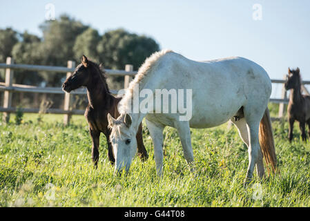 Herd of PRE mares and foals in a field Stock Photo