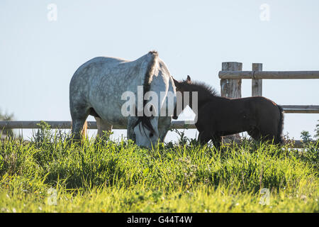 Herd of PRE mares and foals in a field Stock Photo