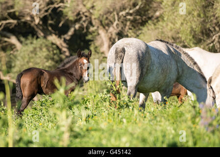 Herd of PRE mares and foals in a field Stock Photo