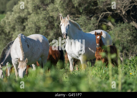 Herd of PRE mares and foals in a field Stock Photo