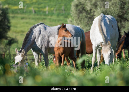 Herd of PRE mares and foals in a field Stock Photo