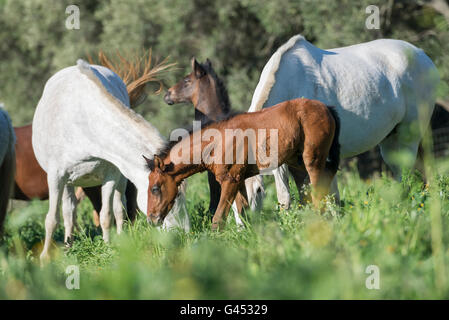 Herd of PRE mares and foals in a field Stock Photo