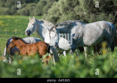 Herd of PRE mares and foals in a field Stock Photo