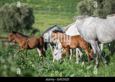 Herd of PRE mares and foals in a field Stock Photo