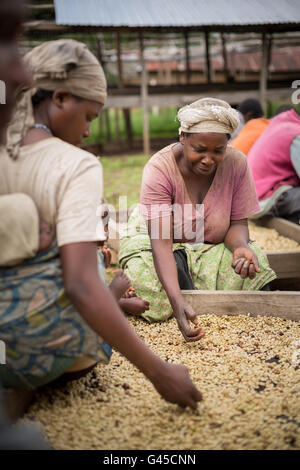 Coffee beans are sorted and dried on drying beds by farmers at a cooperative in Kasese District, Uganda. Stock Photo