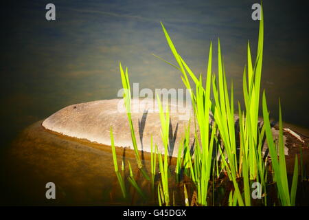 In Spring People enjoy freetime in West Park Munich Germany Europe Stock Photo