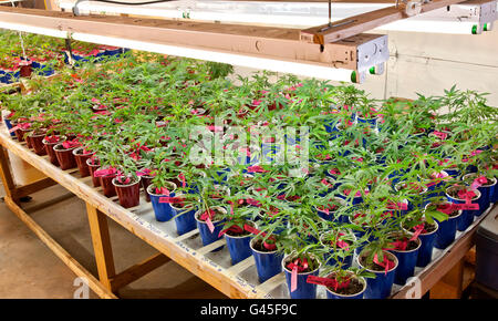 Young marijuana plants growing in containers with artificial lighting. Stock Photo