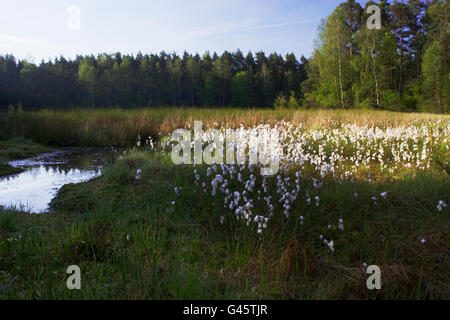 Flowering Cotton grasses at a bog in spring - Bavaria/Germany Stock Photo