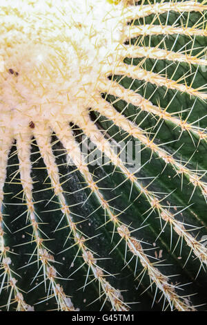 Detail of the golden barrel cactus (Echinocactus grusonii) Stock Photo