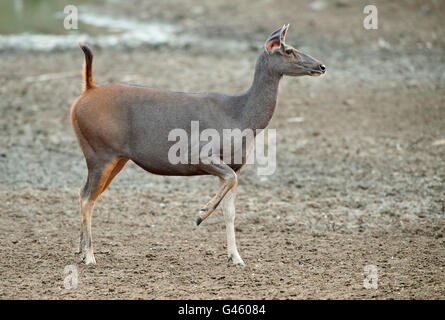 The image of  Sambar Deer ( Rusa unicolor ) giving  alarm call in Tadoba national park, India Stock Photo