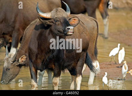 The image of Indian Bison or Guar (Bos gaurus ) in Tadoba national park, India Stock Photo