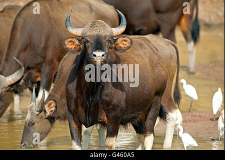 The image of Indian Bison or Guar (Bos gaurus ) in Tadoba national park, India Stock Photo