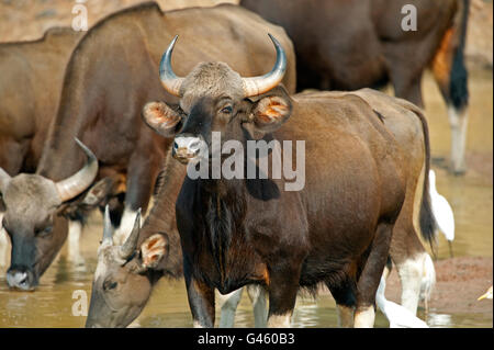 The image of Indian Bison or Guar (Bos gaurus ) in Tadoba national park, India Stock Photo