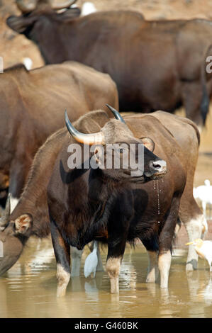 The image of Indian Bison or Guar (Bos gaurus ) in Tadoba national park, India Stock Photo