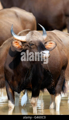 The image of Indian Bison or Guar (Bos gaurus ) in Tadoba national park, India Stock Photo