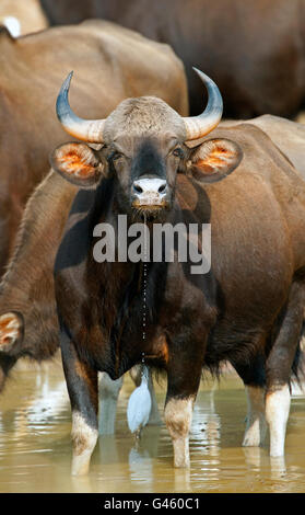 The image of Indian Bison or Guar (Bos gaurus ) in Tadoba national park, India Stock Photo