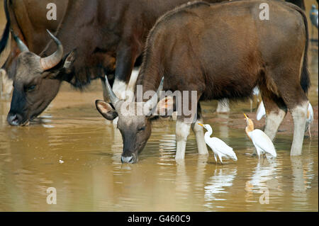 The image of Indian Bison or Guar (Bos gaurus ) in Tadoba national park, India Stock Photo