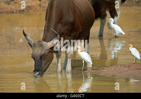 The image of Indian Bison or Guar (Bos gaurus ) in Tadoba national park, India Stock Photo