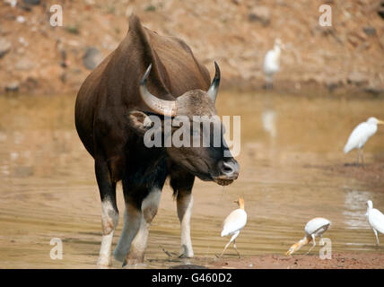 The image of Indian Bison or Guar (Bos gaurus ) in Tadoba national park, India Stock Photo