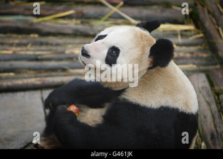 Female Giant Panda Tian Tian eats an apple in her enclosure at the Bifengxia Panda Centre near the city of Ya'an in Sichuan Province, China. Stock Photo