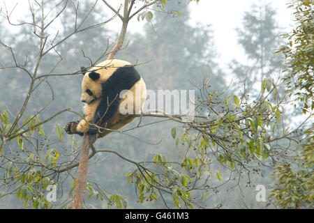 Pandas for Edinburgh Zoo Stock Photo