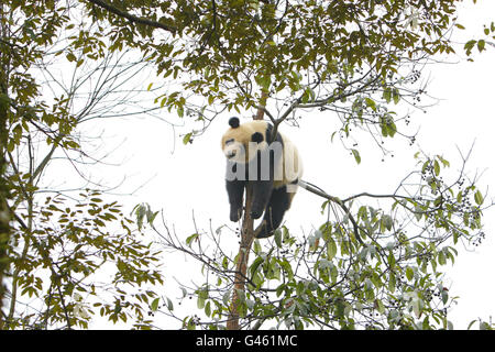 Pandas for Edinburgh Zoo Stock Photo