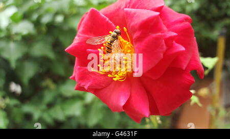 Close up bee on flower collects nectar Stock Photo