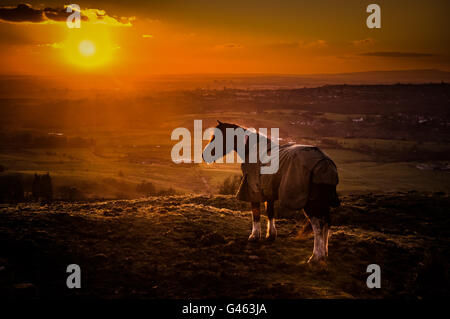 Horses backlit by the sun, from hartshead Pike hill, Tameside, with Manchester in the distance. Stock Photo