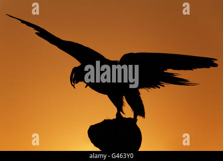 silhouette of hunting falcon over sunset Stock Photo