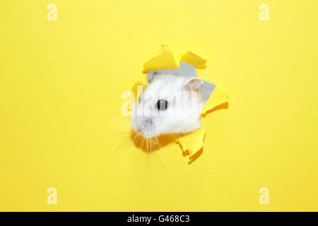 Escape concept. Funny white hamster head inside hole in yellow paper Stock Photo