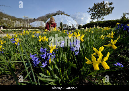 Temporary Display Supervisor, Emma Ball, picks hyacinths and daffodils for a flower display, which have spent the last few days blooming in the warm Cornish sunshine at the Eden Project, which celebrates its 10th birthday tomorrow. Stock Photo