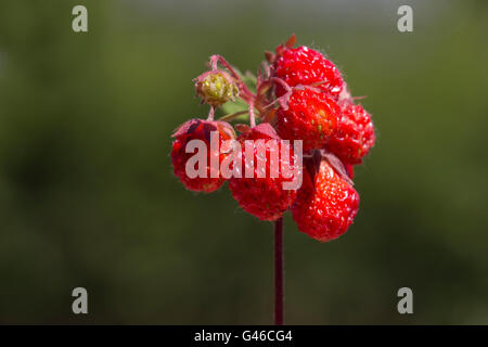 wild strawberry plant with fruits isolated on green background Stock Photo