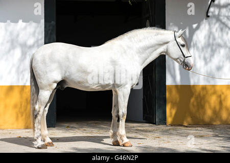 Conformation shot of a Spanish horse Stock Photo