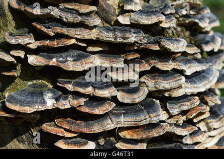 Mushrooms on a Log Stock Photo