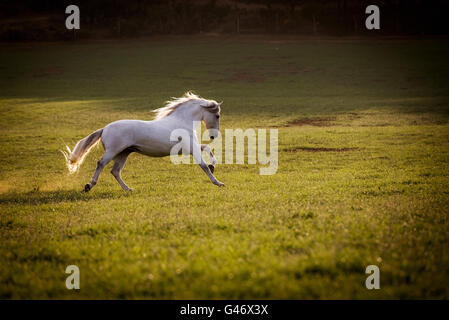 Gray PRE stallion running free in the sunset in Spain Stock Photo