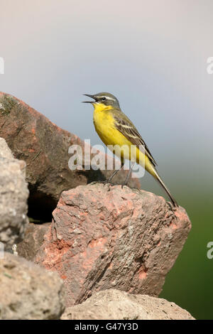Yellow wagtail, Dark-headed wagtail, Motacilla flava, single bird on rock, Hungary, May 2016 Stock Photo