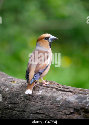 Hawfinch, Coccothraustes coccothraustes, single bird by water, Hungary, May 2016 Stock Photo