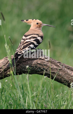 Hoopoe, Upupa epops,  single bird on branch, Hungary, May 2016 Stock Photo