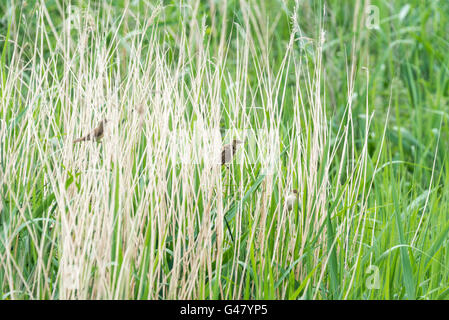 A small group of Reed Warblers Stock Photo