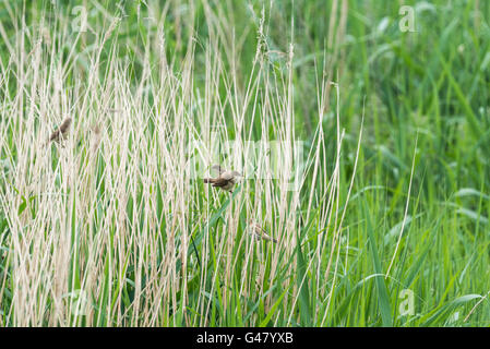 A small group of Reed Warblers Stock Photo