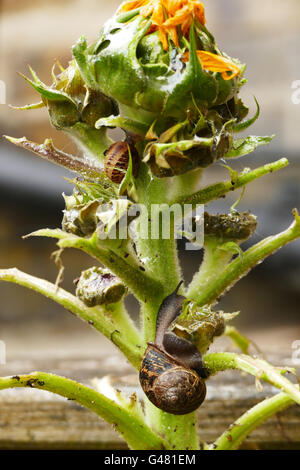 Snails climbing over a dying plant in a suburban garden Stock Photo