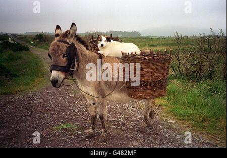 Its a dog's life, as the Peat Cutting season in South West Ireland goes on, with Peat bogs still providing much domestic fuel, this donkey and his friend wait to start work together near the town of Cahersiveen. Photo John Giles.PA. Stock Photo