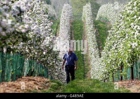 Apple blossom which has appeared 3 weeks earlier than usual is checked by fruit farmer John Bentley at Castle Fruit Farm, Newent, Gloucestershire. Stock Photo