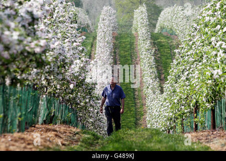 RETRANSMITTED CORRECTING NAME OF FARMER FROM JOHN BENTLEY TO MICHAEL BENTLEY Apple blossom which has appeared 3 weeks earlier than usual is checked by fruit farmer John Bentley at Castle Fruit Farm, Newent, Gloucestershire. Stock Photo